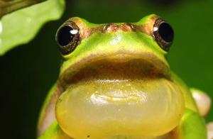 Biodiversity Encyclopedia: The Prince of Love Songs - Hwaixi Rain Frog