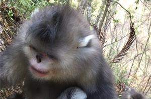 Yunnan Bai Ma Snow Mountain National Nature Reserve Adds 4 Yunnan Golden Monkey Infants
