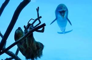 Dolphins and Sloths Visit Each Other at the Aquarium