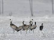 White-Necked Cranes Appear in Guishanhe Flash River National Wetland Park, Hebei