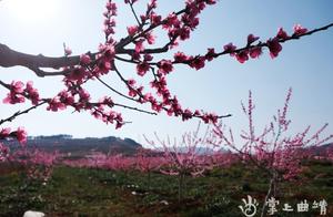 Mountain Flowers in Full Bloom – Text and Photos by Qian Haimei