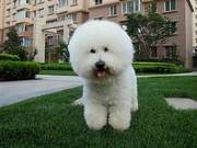 The Owner Took His Dog to Get Hair Cut, and Was Shocked to See the New Appearance, Thinking It Was a Fake Dog