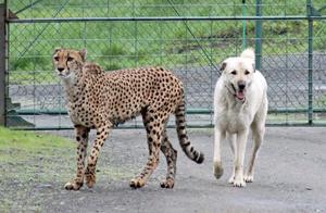 Unusual Animal Friendships