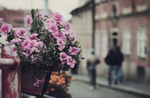 Psychological Test: Which Flower Do You Find Most Beautiful First? Test How Happy Your Love Relationship Is