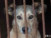 Expand Criminal Investigation: Elderly Russian Man Charged with Dog Abuse After Eating Dog Meat