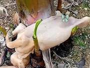 A Dog Sleeping Under a Banana Tree - It's So Relaxing!