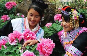 Spring Blooms, Only the Peony Reveals the True Colors of the Han Empire: Journey to Lion Mountain to Encounter the First Fragrance of the World
