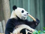 Giant Panda Learns Makeup Techniques, Contouring Its Face for a Slimming Effect