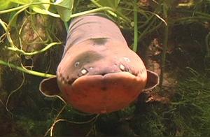Strong Electric Discharge Freshwater Fish - Electric Eels