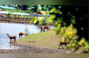 Enjoying Beautiful Scenery at Home - Sanduhe River Royal Deer Park