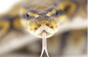 Why is a Snake's Tongue Called a 'Snake Whisker'? Why Do Snakes Frequently Eject Their Tongues?