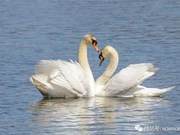 Why Do Some Animals Have Multiple Mates, While Others Have Few?