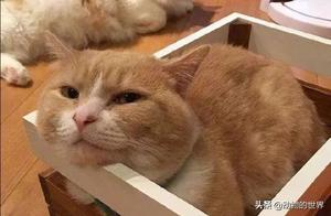 Orange Cat Goes Out Wandering, Sees Newborn Kittens, Owner: You've Gone Too Far!