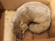 The Howling Sound from the Corner: A Prairie Fox Caught in a Mouse Trap