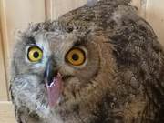 This Little Guest, a Golden Eagle Owl, is Slowly Recovering