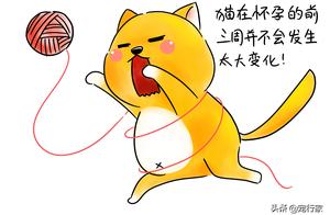 What Happens When a Cat is Pregnant? How Kittens Come into This World?