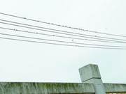 Leading Swallows of the 'Frontline' Arrive in Mingxi