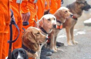 The ‘Eight Golden Dogs’ – Even with Worn-Out Feet, They Refuse to Rest!