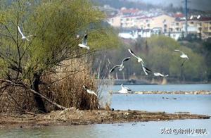 Yunlong Lake, Xuzhou: Second Batch of Sanderlings – A Stunning Sight of Five to Six Dozen