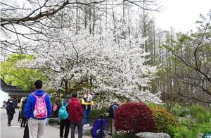 Spring and Bright Prospects! Shanghai Has Good Weather This Week, Marking the Best Flower Viewing Season in Parks