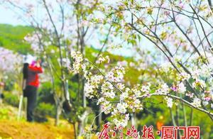 Look! The 'Little Zhicuo' Cherry Blossoms in Xiamen's Dapingshan National Wetland Park are beautiful! Enjoy the greenery and cherry blossoms while remembering to wear masks.