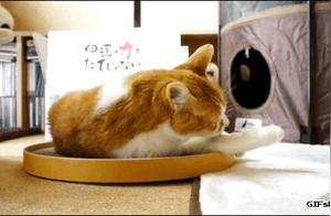 A Family with Cats: Don't Neglect Them When Renovating, Wall Background Climbing Structure Design Loved