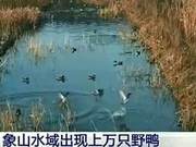Elephant Mountain Water Area Appears on CCTV! This Time the Protagonist is Wild Ducks