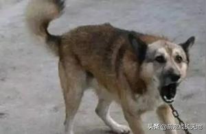 Why Do Country Dogs Bark Constantly at Night? The Truth Revealed by Old Rural Folks!