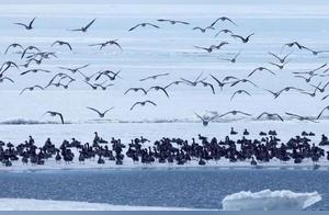 Spring Returns to the Earth, Migratory Birds Return to Xinke Lake
