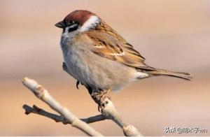 Why Do Birds' Lifespans Are Short, Yet We Rarely See Their Corpses?