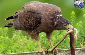 Snake Catching is Not Exclusive to ‘Headboy’ Types; These Three Bird Species Are Snake Predators