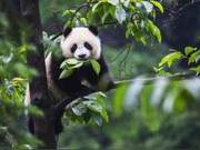 The Past and Present of Giant Pandas
