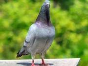 Why Do Our Pigeons Vomit and Have Diarrhea After the Competition?