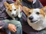 Corgi Overprotective of Owner, Refusing to Allow Others to Touch the Owner (Initially)
