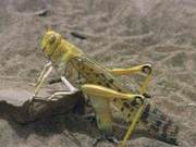Desert Locusts – Sharper Than Ever!