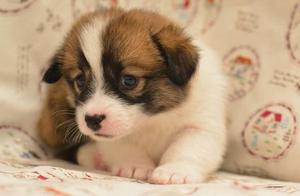 Psychology: Which Dog is the Cutest? Test to Find Out What Kind of Life You Are Destined to Have