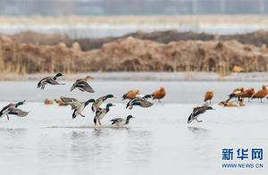 Hai River Reservoir Welcomes Migratory Birds