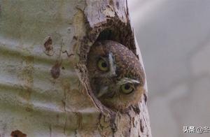 Only the size of a sparrow, but the strongest owl in the world