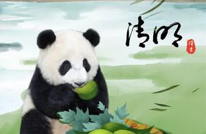 Zi Xiao's Qingming Festival Adventure: Where's the Charming Panda Vibe?
