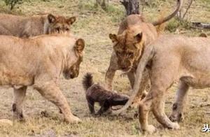 A Honey Badger Escapes a Lion Pride Attack in Botswana