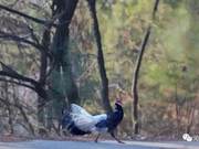 Green Qin YuanBrown Eagle ‘Accidentally’ Enters Forest Patrol – Returns to the Woods After Seven Days