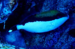 Sea of Fish (136) - Herring (15) - Coffee Bullet Juvenile (Ambon)