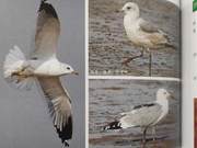 Yellow River Delta Birds – Common Gulls