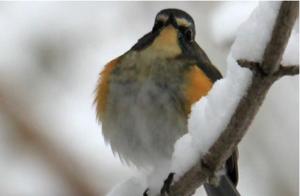 Photo Album | Little Fat Mouse Big Fat Bird Snow Greeting Spring