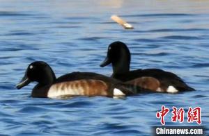 Blue-Headed Ducks Establish Themselves in Beijing's Dashahai River