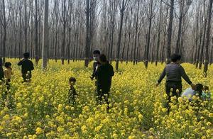Liaocheng: A Vast Field of Rapeseed Flowers Draws Visitors