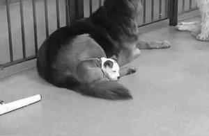 Taking the Dog to the Daycare Center, and This Guy Ended Up Sleeping on Every Dog!