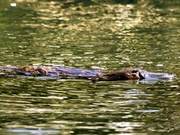 Drought, Pollution, Climate Deterioration… Platypus May Decline by 70% in 50 Years