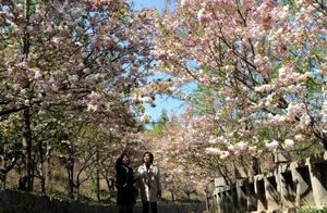 Early Cherry Blossoms Like Snow Falling, Evening Cherry Blossoms Stand Proudly Greeting Guests; Zouping Cherry Blossom Mountain Scenic Area Presents a Beautiful Landscape