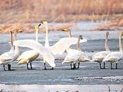 Migratory Birds Arrive in Beijing for a Rest